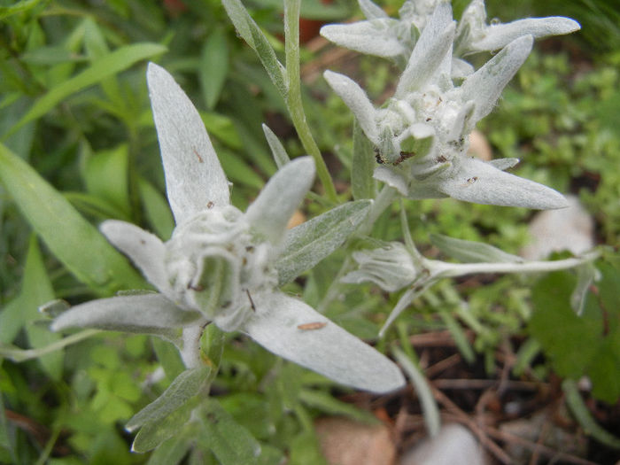 Leontopodium alpinum (2013, June 08)