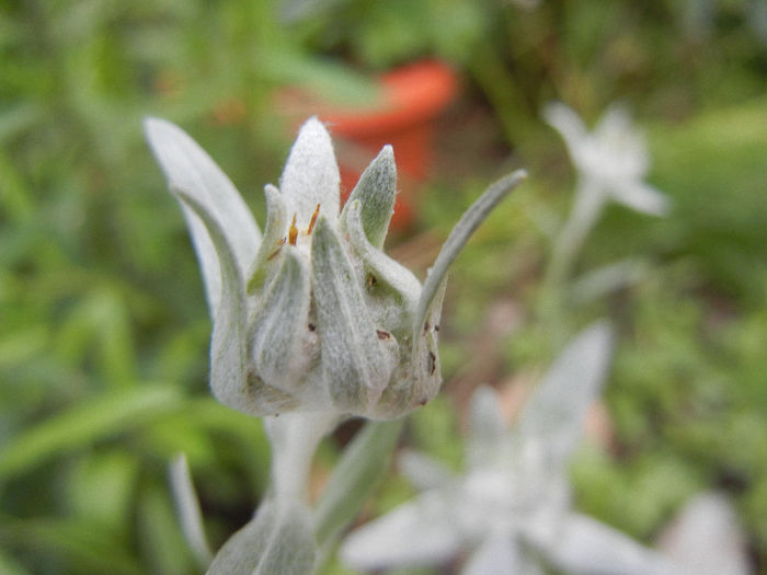 Leontopodium alpinum (2013, June 08)