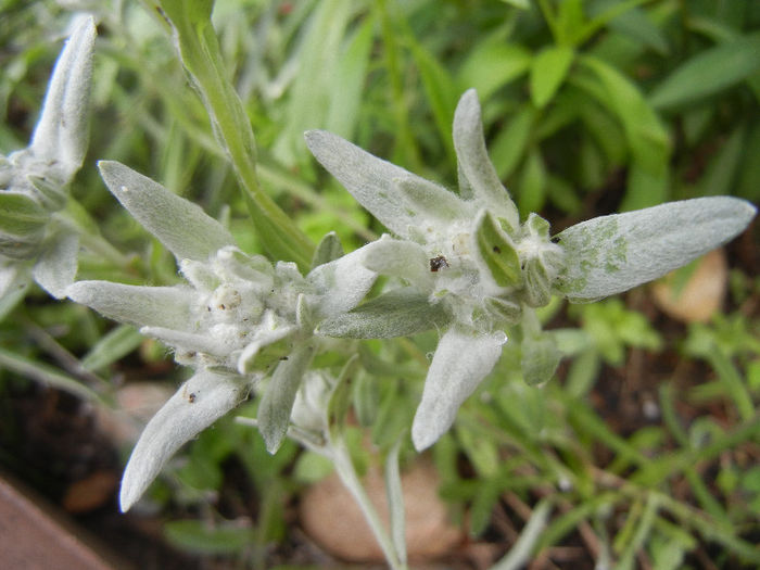 Leontopodium alpinum (2013, June 08)