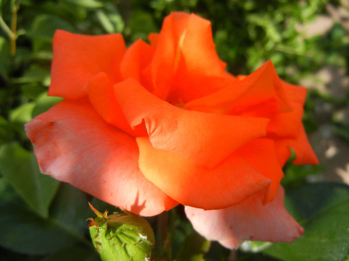 Rose Monica (2013, June 04)
