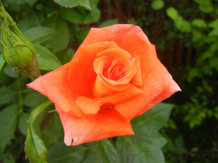 Rose Monica (2013, June 08)