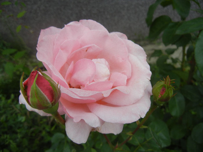 Rose Queen Elisabeth (2013, Jun.04) - Rose Queen Elisabeth