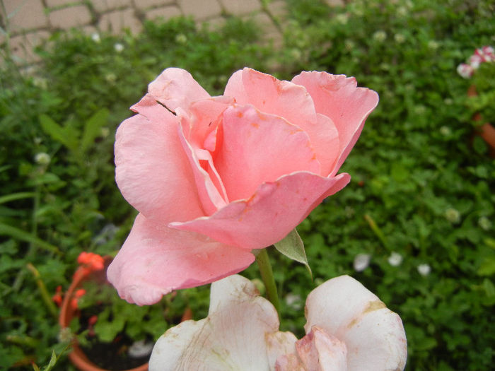 Rose Queen Elisabeth (2013, Jun.08) - Rose Queen Elisabeth