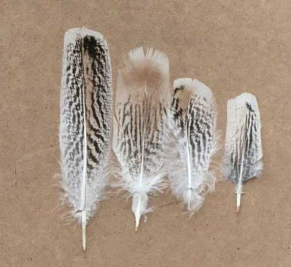 38PencilledSmallFeathers
