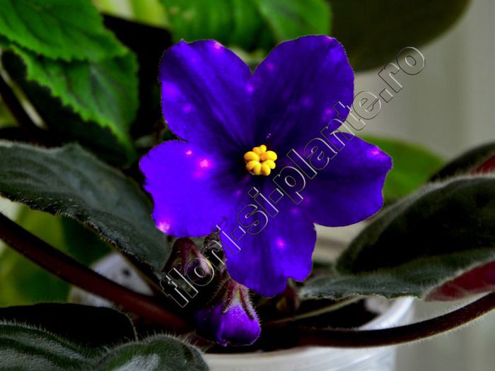 Saintpaulia Rainbow s Neon Electra