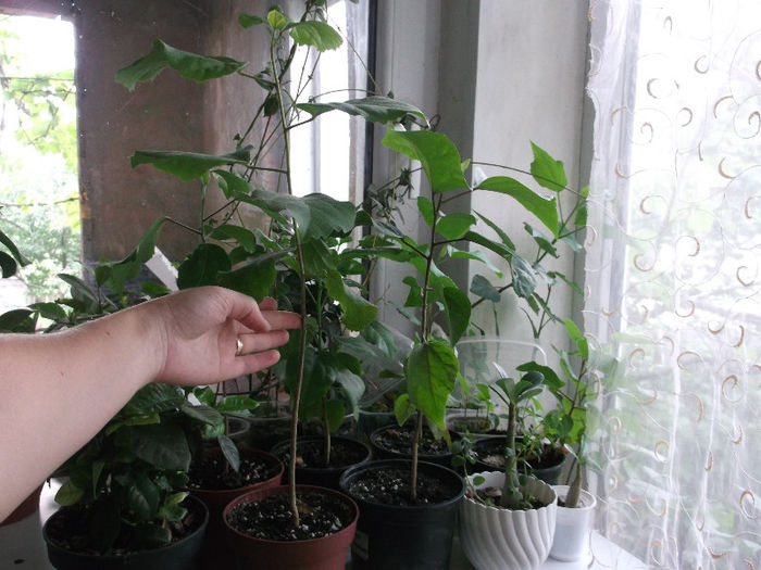 DSCF4179 - hibiscus tropical din seminte