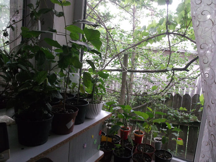 DSCF4180 - hibiscus tropical din seminte