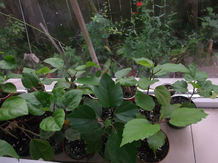 DSCF4187 - hibiscus tropical din seminte