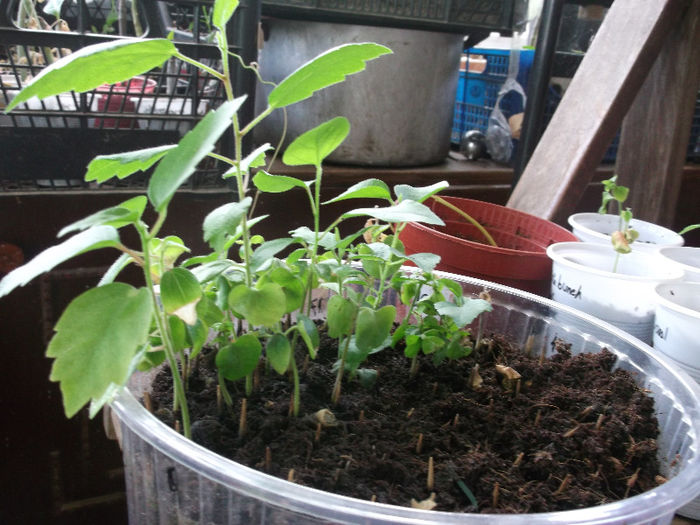 au rezistat asa desi toata iarna - hibiscus tropical din seminte