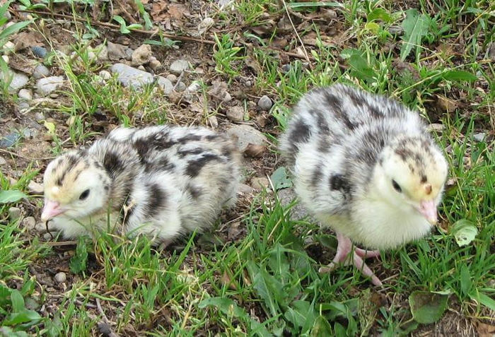 9BWB POULTS FROM RED PHOENIX