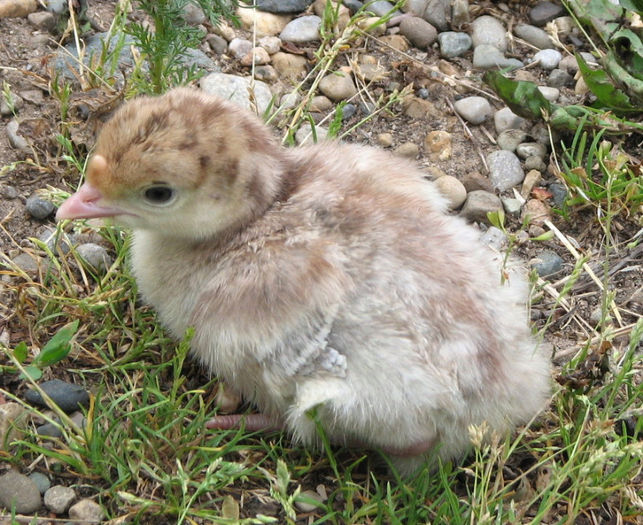 18Blue Red Bronze poult