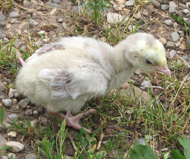 26Chocolate Slate Poult at 1 week