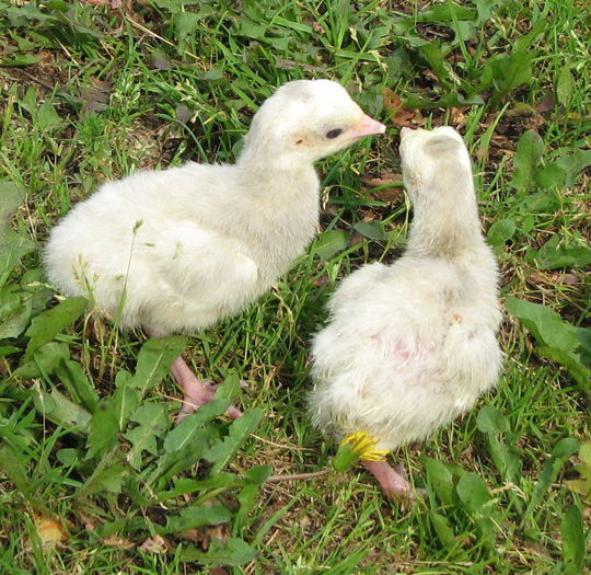 26Chocolate Slate Poults