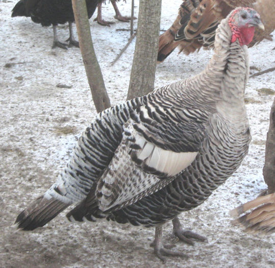 35Narri hen