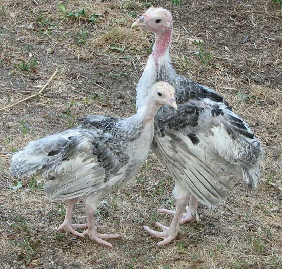 37-7-8 week old Oregon Grays