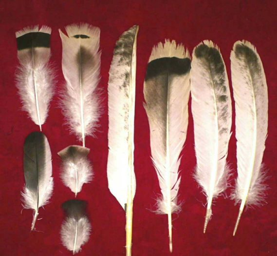 37Oregon Gray Feathers - 36-GRI OREGON-OREGON GREY