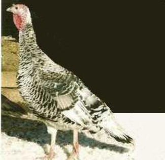 37Oregon Gray Hen - 36-GRI OREGON-OREGON GREY