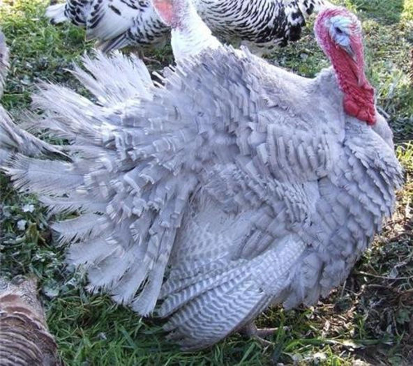 40Photo Courtesy Deutscher's Turkey Farm Australia 