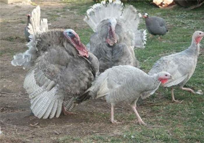 40Recessive slate groupPhoto Courtesy Deutscher's Turkey Farm, Australia  - 37-RECESSIVE SLATE