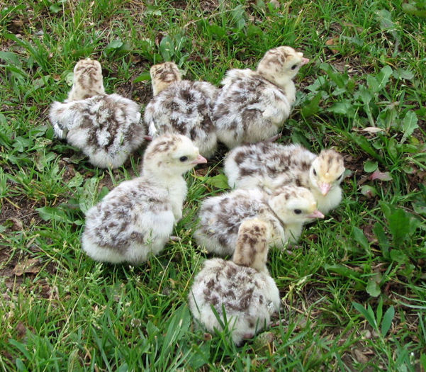 43Red Phoenix Poults