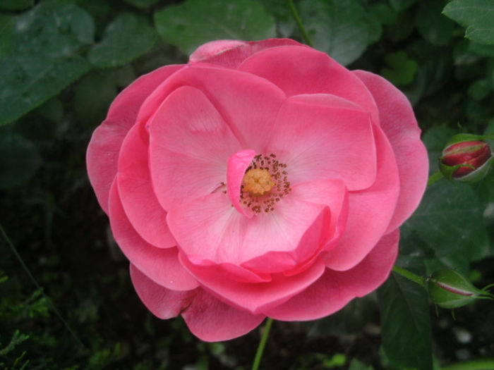 Angela - Trandafiri 2013