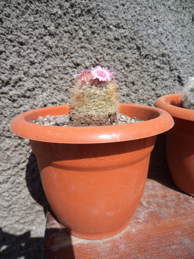 DSC03082 - Flori_2013