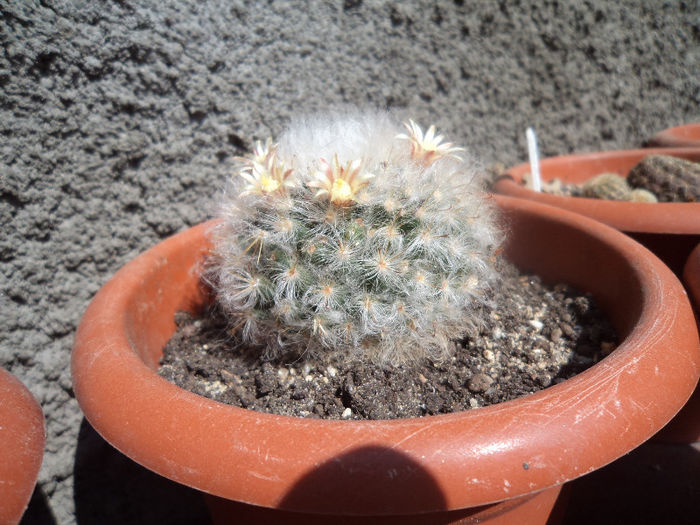 DSC03083 - Flori_2013