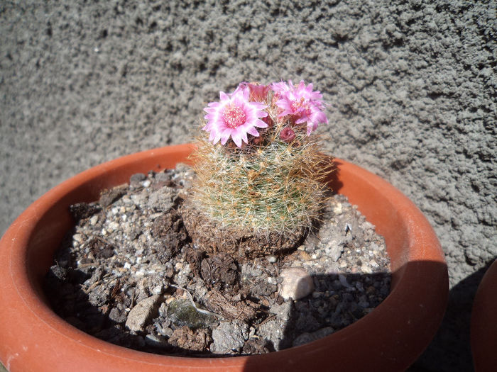DSC03084 - Flori_2013
