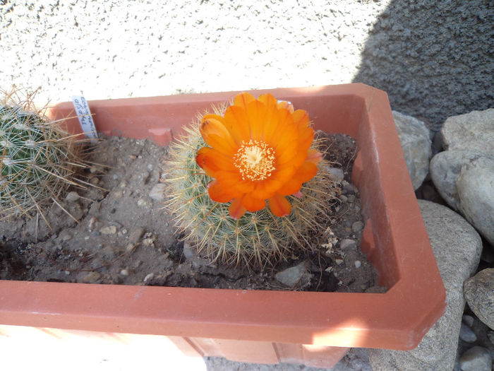 DSC03086 - Flori_2013