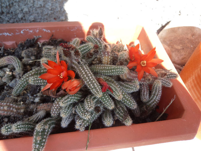DSC03087 - Flori_2013