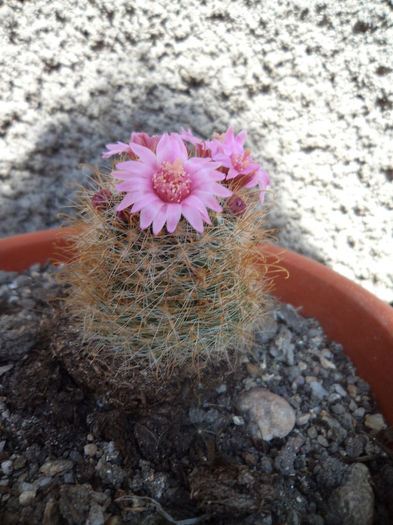 DSC03088 - Flori_2013