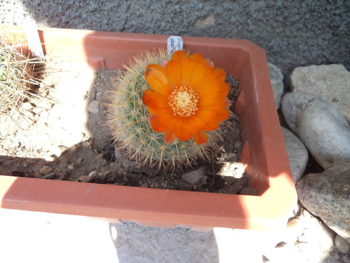 DSC03090 - Flori_2013