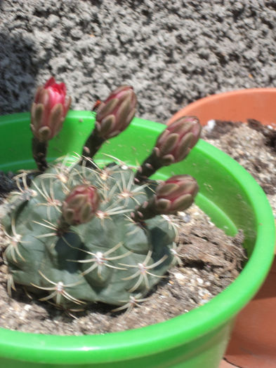 DSC03092 - Flori_2013