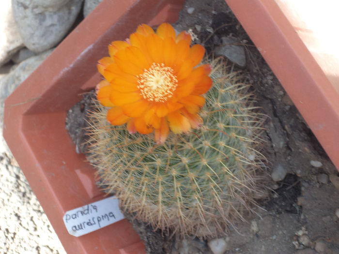 DSC03094 - Flori_2013