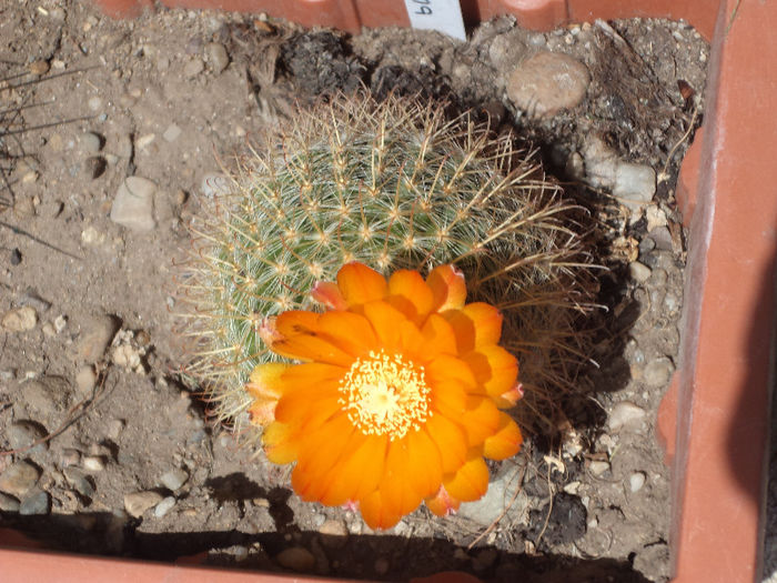 DSC03096 - Flori_2013