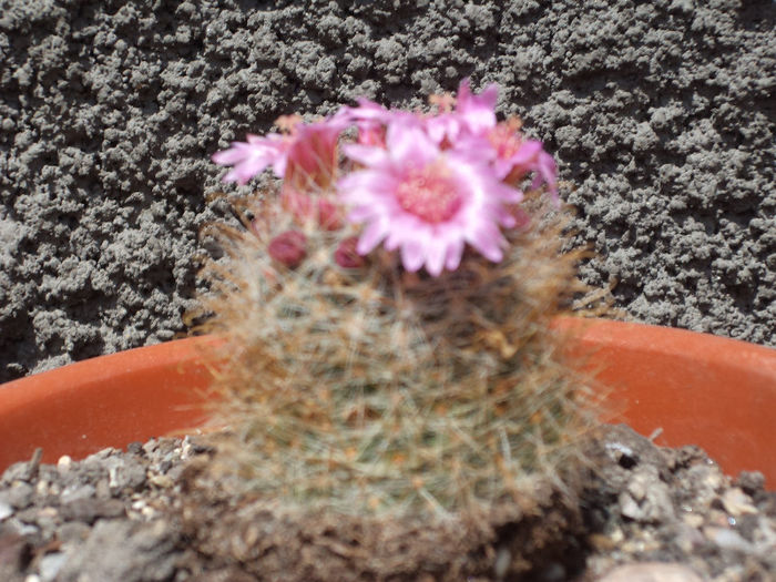 DSC03098 - Flori_2013