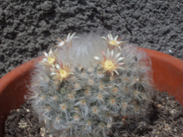DSC03100 - Flori_2013