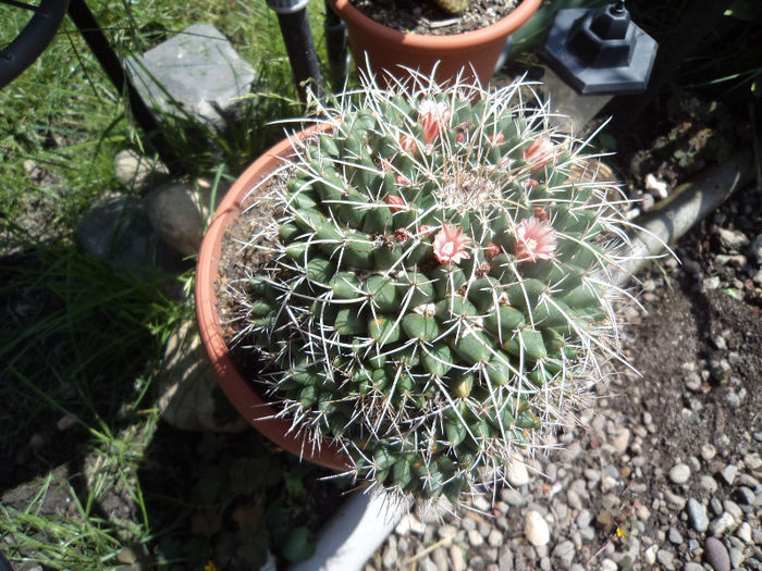 DSC03102 - Flori_2013