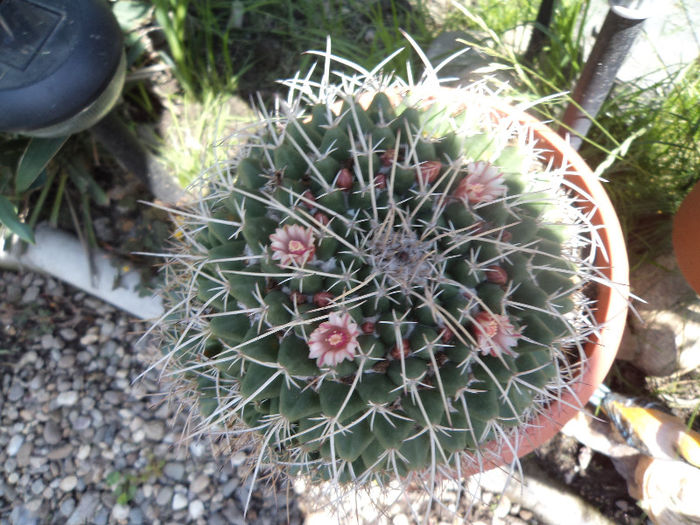 DSC03103 - Flori_2013
