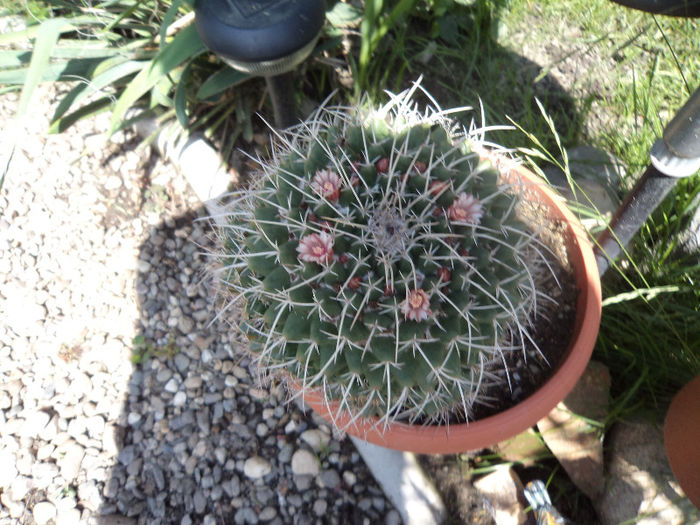 DSC03104 - Flori_2013
