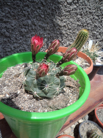 DSC03106 - Flori_2013