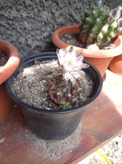 DSC03108 - Flori_2013