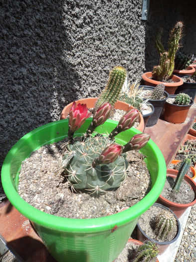 DSC03109 - Flori_2013