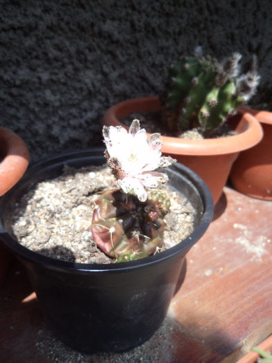 DSC03110 - Flori_2013