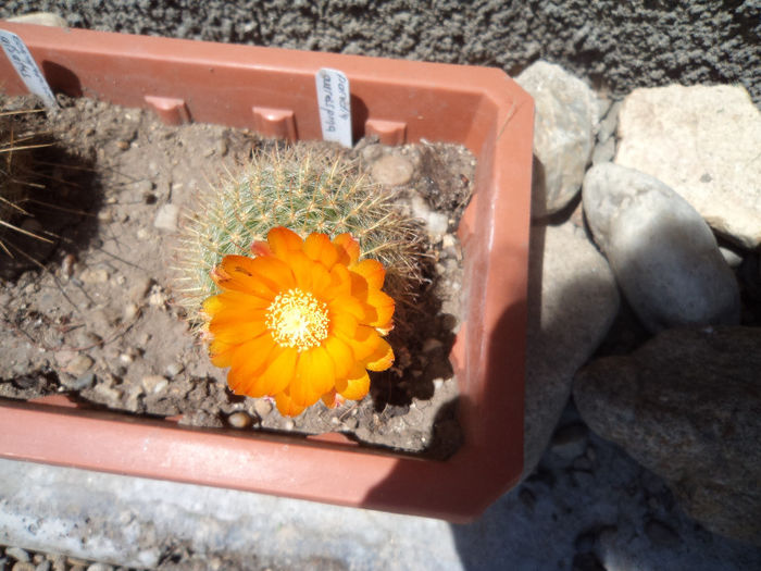 DSC03115 - Flori_2013