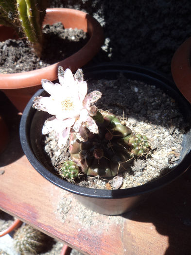 DSC03116 - Flori_2013