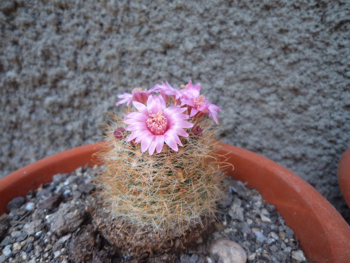DSC03117 - Flori_2013
