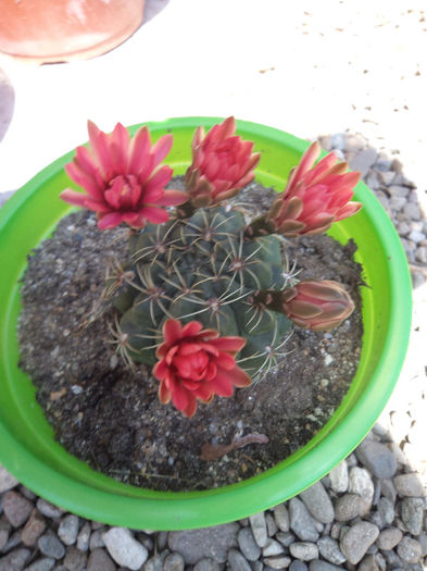 DSC03122 - Flori_2013