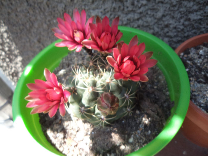 DSC03123 - Flori_2013