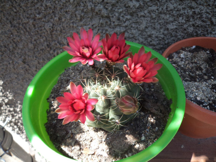 DSC03125 - Flori_2013